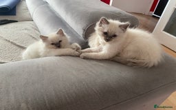 Ragdoll cats for sale: Ragdoll kittens  - Image 1