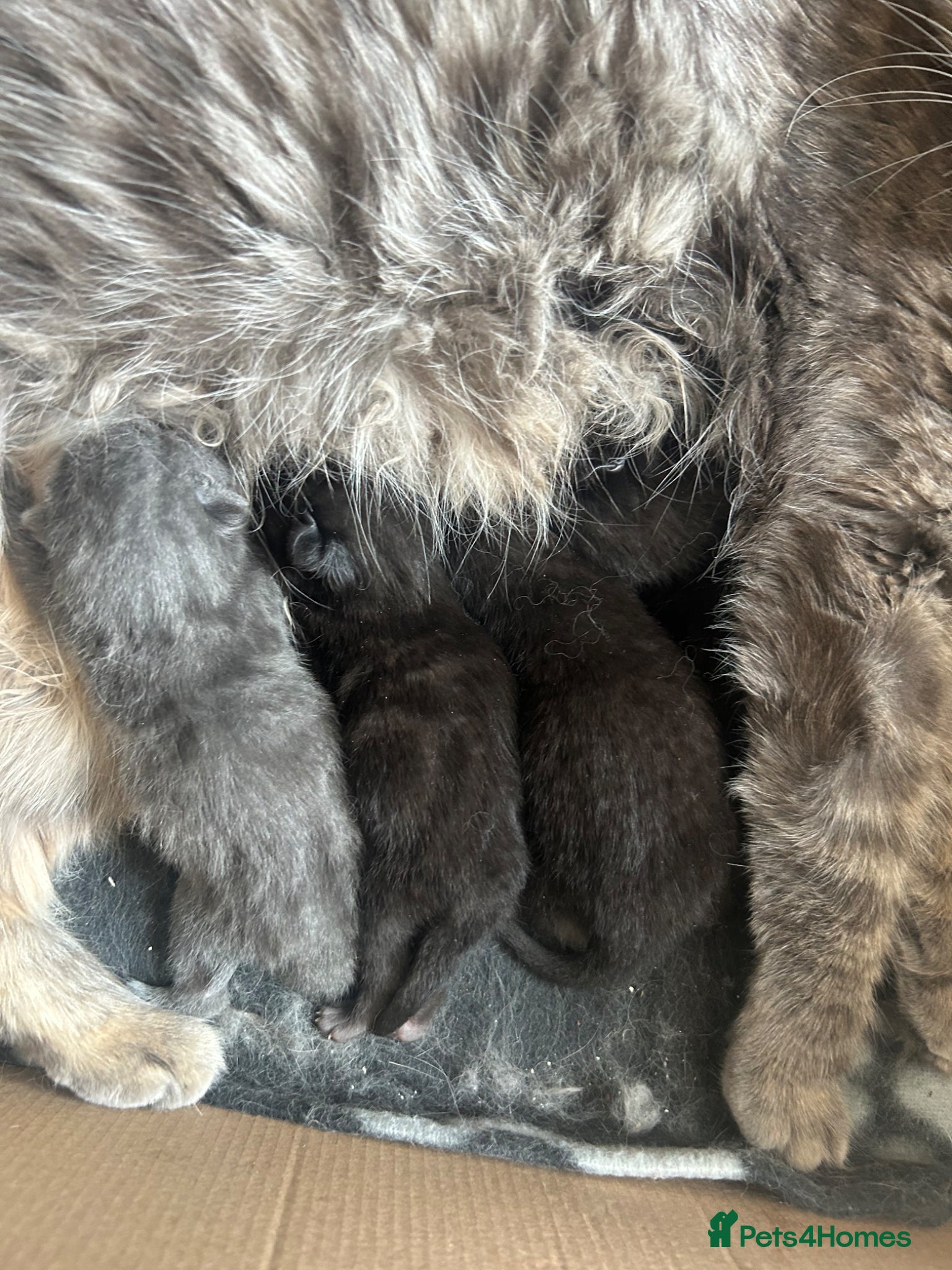 Mixed Breed cats Kittens  - Advert 1