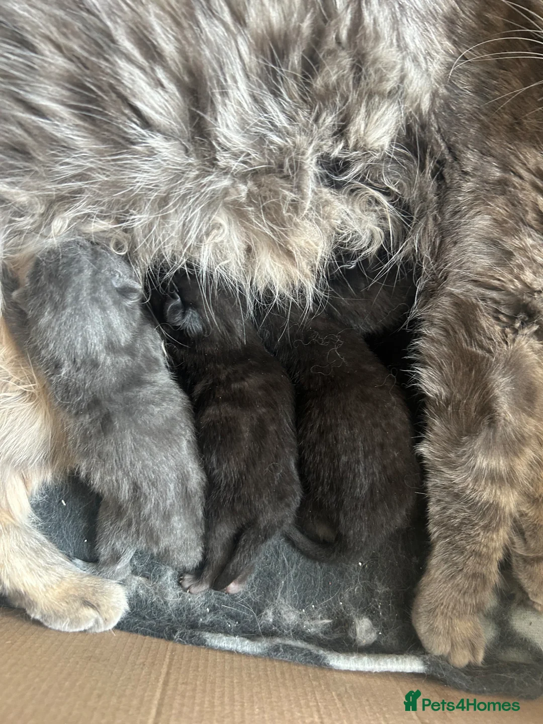 Mixed Breed cats for sale: Kittens  - Advert 1