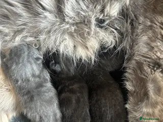 Mixed Breed cats Kittens - Advert 1