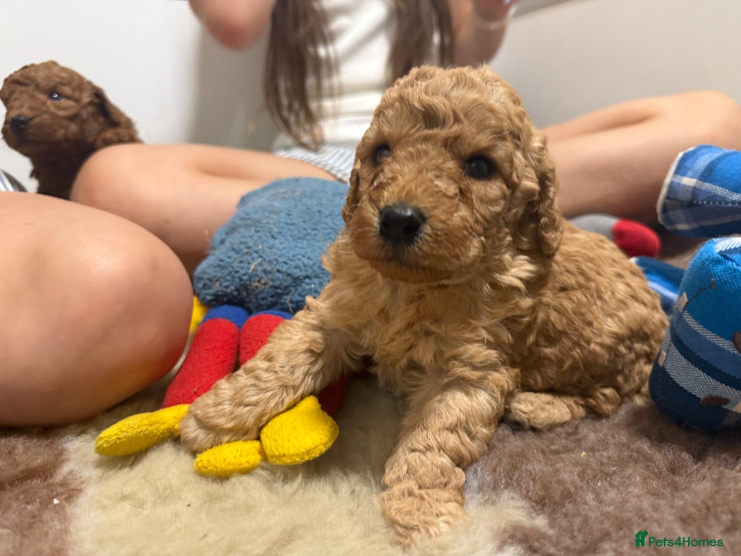 Labradoodle dogs for sale: Stunning miniature labradoodles  - Image 7