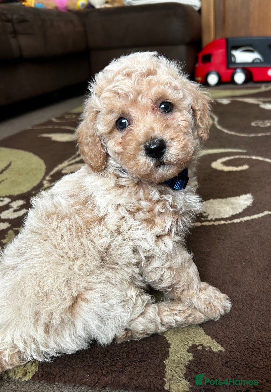 Poochon dogs for sale: Absolutely amazing Poochon Puppies - Image 30