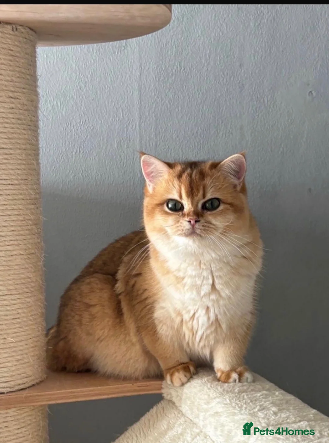 British Shorthair cats for sale: Beautiful Golden British Shorthair Kittens - Advert 5