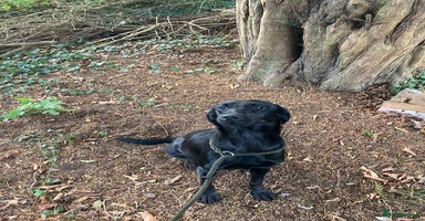 Mixed Breed dogs - Advert 13