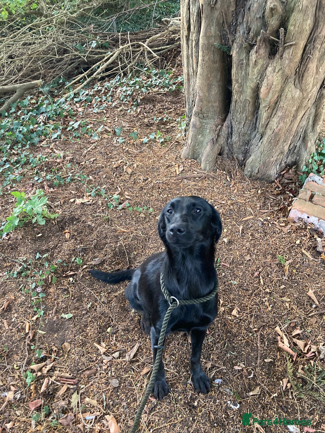Mixed Breed dogs for sale: Stunning Work Labrador Mix  - Image 3