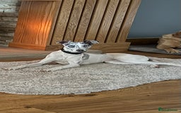 Mixed Breed dogs for sale: 7 month old whippet x collie blue merle girl - Image 1