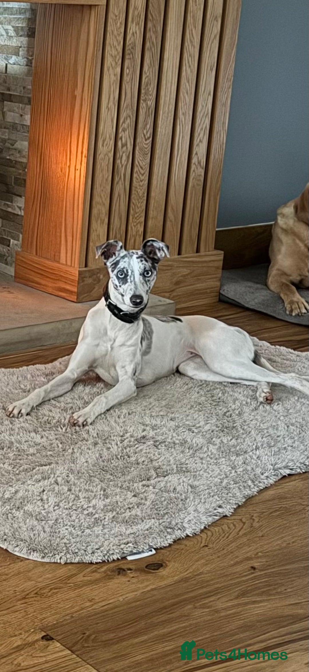 Mixed Breed dogs for sale: 7 month old whippet x collie blue merle girl - Image 1