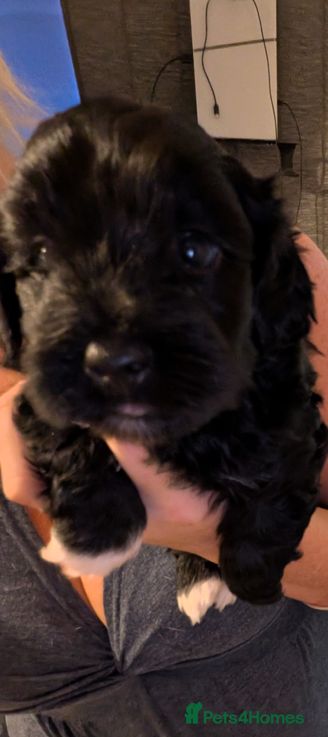 Mixed Breed dogs for sale: Yorkiepoo cockapoo puppies  - Image 1