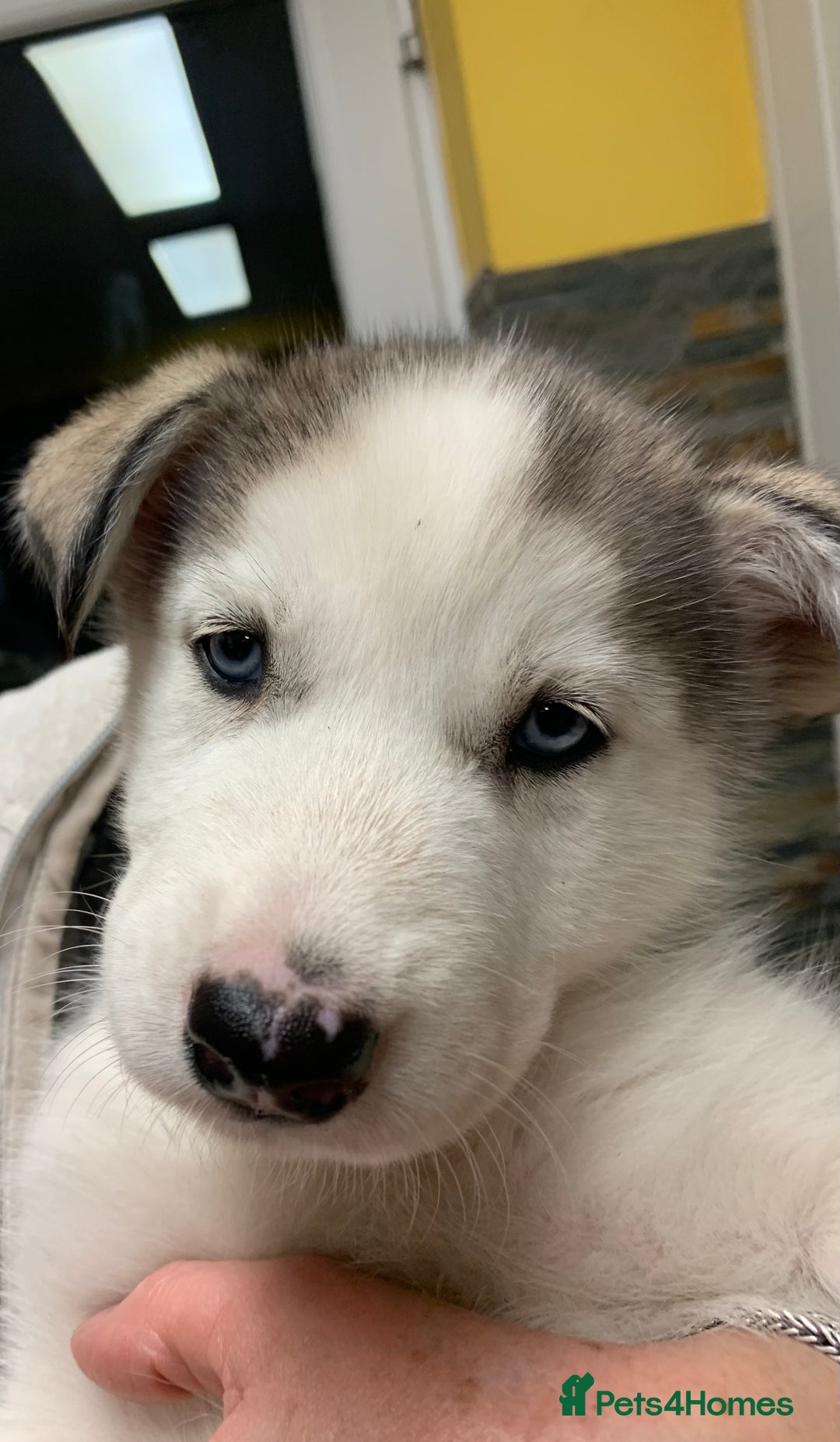 Utonagan dogs for sale: Husky x malamute  - Image 28