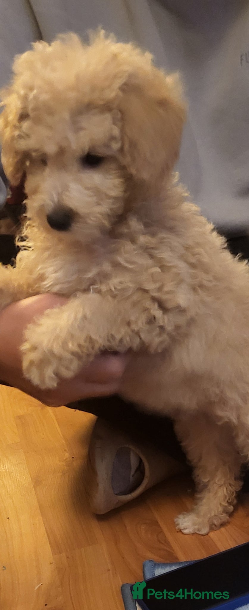 Maltipoo dogs Maltipoo  - Advert 5