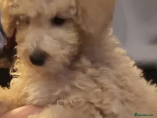 Maltipoo dogs Maltipoo - Advert 9