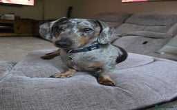 Dachshund dogs for stud: Dachshund male for stud - Image 2