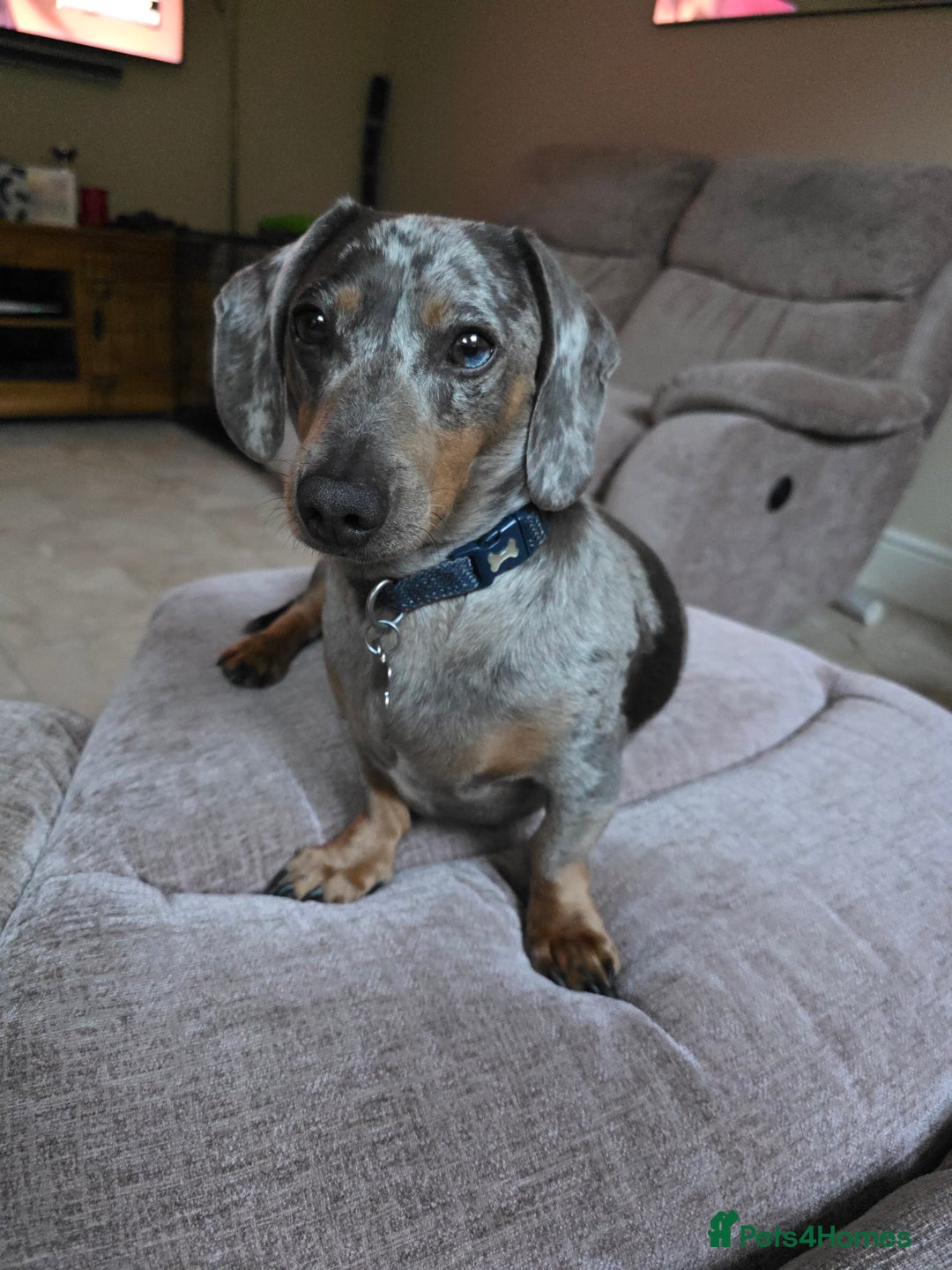 Dachshund dogs for stud: Dachshund male for stud - Image 2