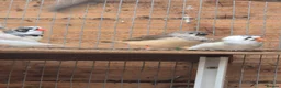 Finches birds for sale: Zebra finches - Advert 3