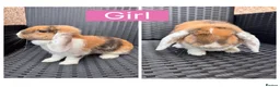 English Lop rabbits for sale: Beautiful Bonded Rabbit Pair 1 Buck & 1 Doe 🐇 - Advert 2