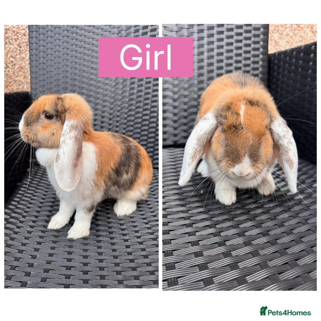 English Lop rabbits for sale: Beautiful Bonded Rabbit Pair 1 Buck & 1 Doe 🐇 - Advert 2