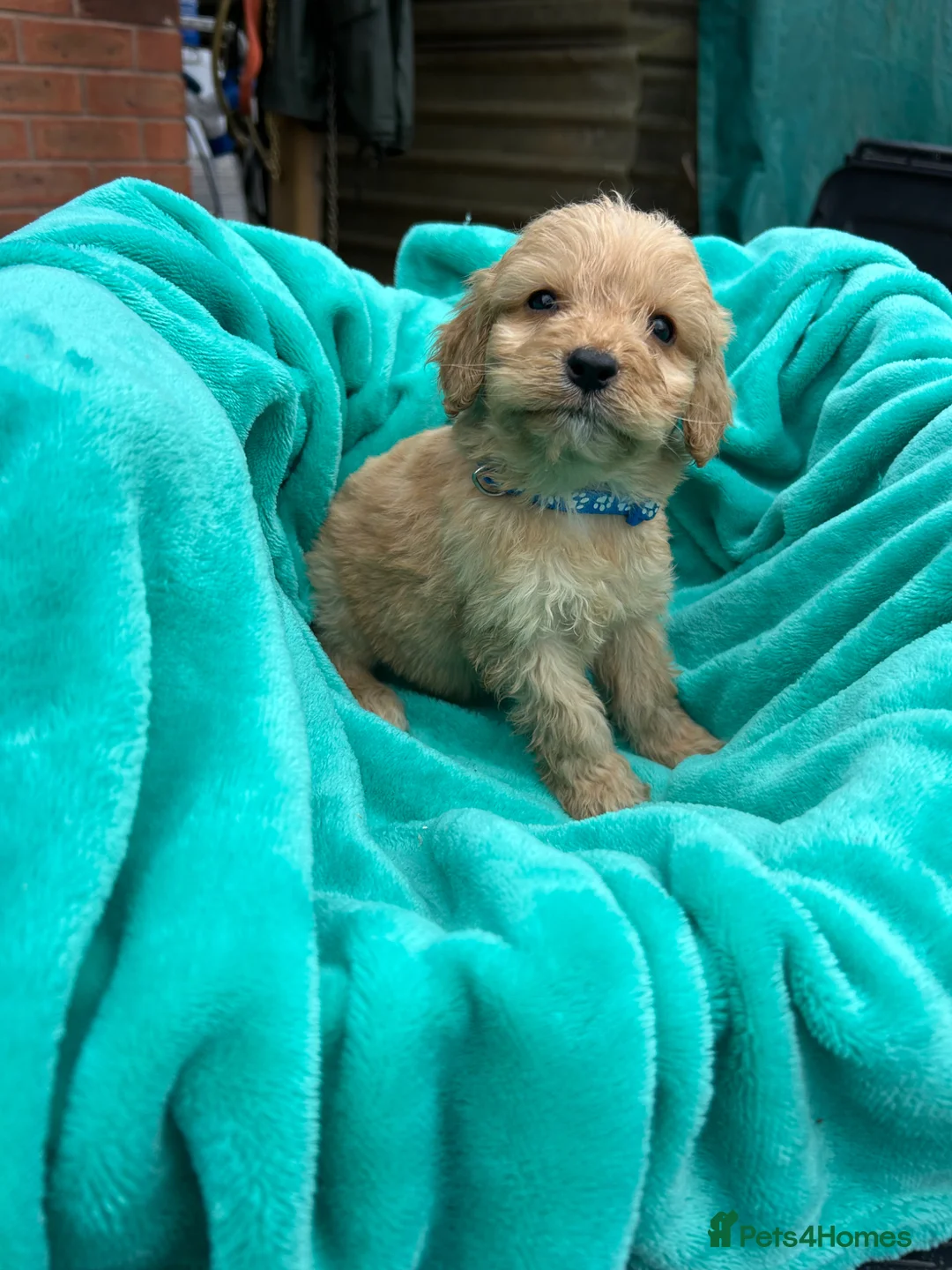 Cockapoo dogs for sale: Cockerpoo  - Advert 1