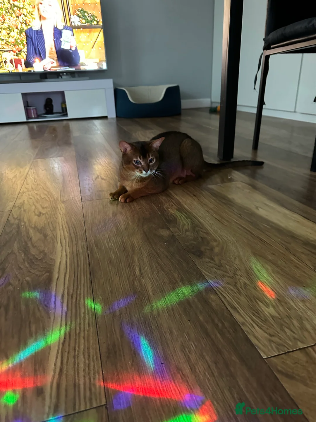 Abyssinian cats for stud: Champion line Aby boy for stud in Romford - Advert 21