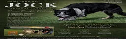 Border Collie dogs for sale: Registered World Class bred Pups for sale - Advert 2
