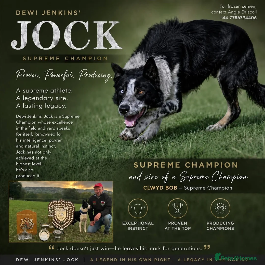 Border Collie dogs for sale: Registered World Class bred Pups for sale - Advert 2
