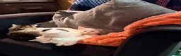 Mixed Breed cats for sale: Gorgeous Fluffy Kittens Looking for Forever Homes - Advert 7