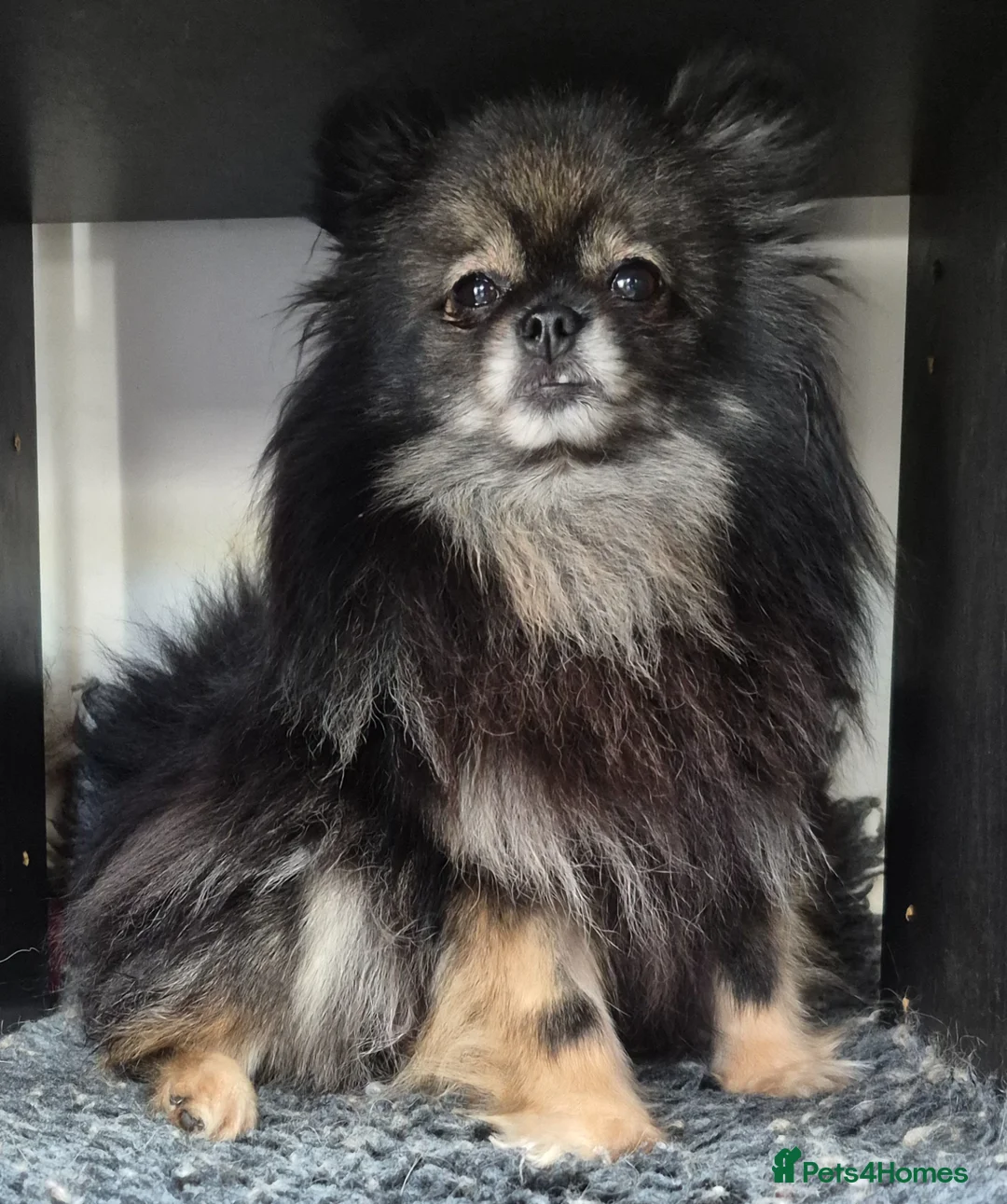 Pomeranian dogs for sale: Wolf sable Pomeranian  - Advert 1