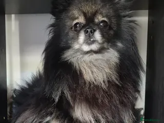 Pomeranian dogs Wolf sable Pomeranian - Advert 8