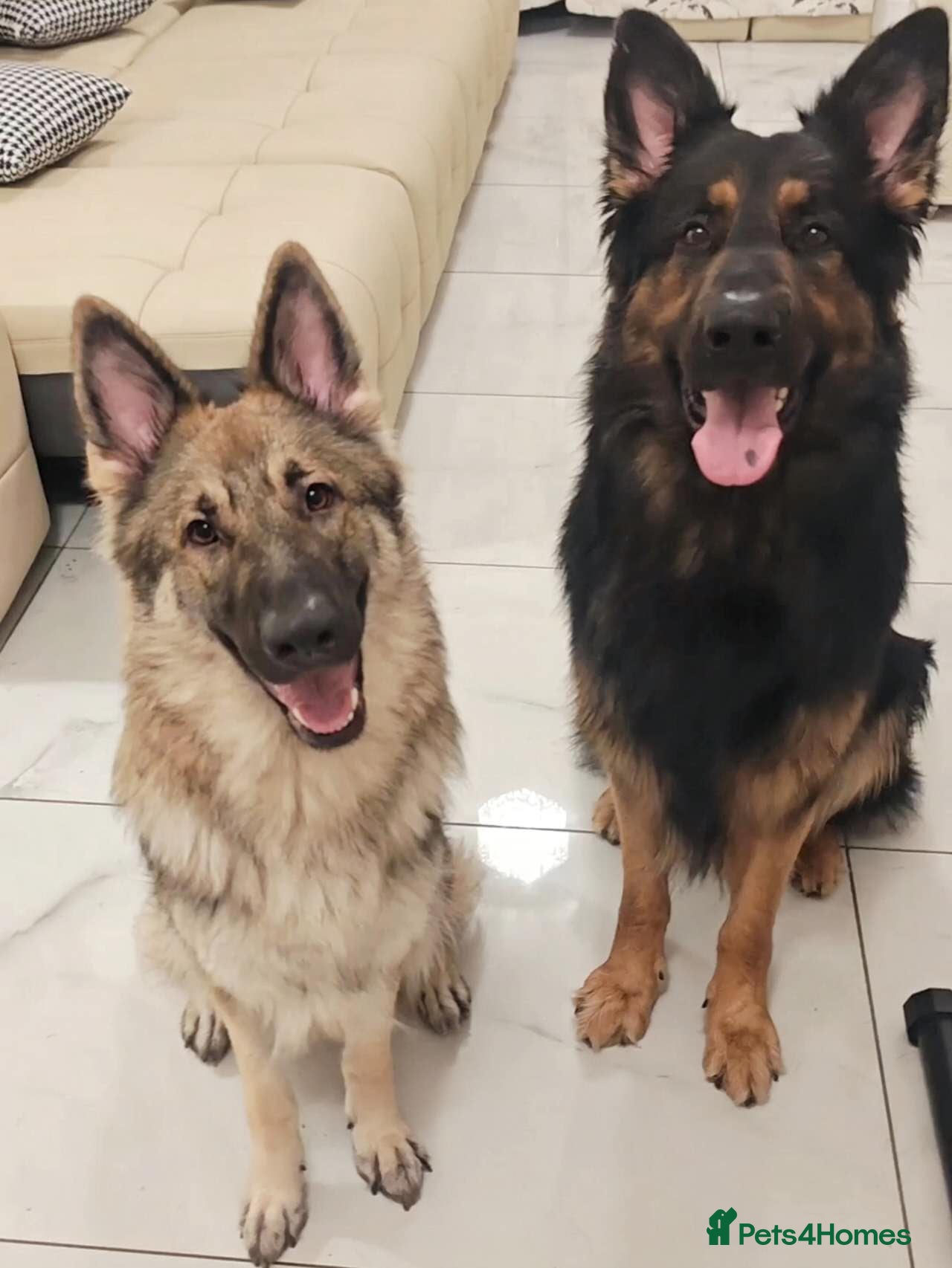 German Shepherd dogs for sale: 3 Purebred Pups XL Long-Hair GSD Girl Puppies - Advert 14