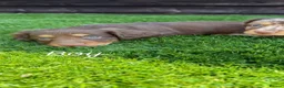 Miniature Dachshund dogs for sale: Miniature dachshunds  - Advert 7