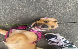 Mixed Breed dogs for sale: Lovely female young puppy beagle xbreed - Image 2