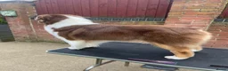 Australian Shepherd dogs for sale: Australian Shepherd  - Advert 3