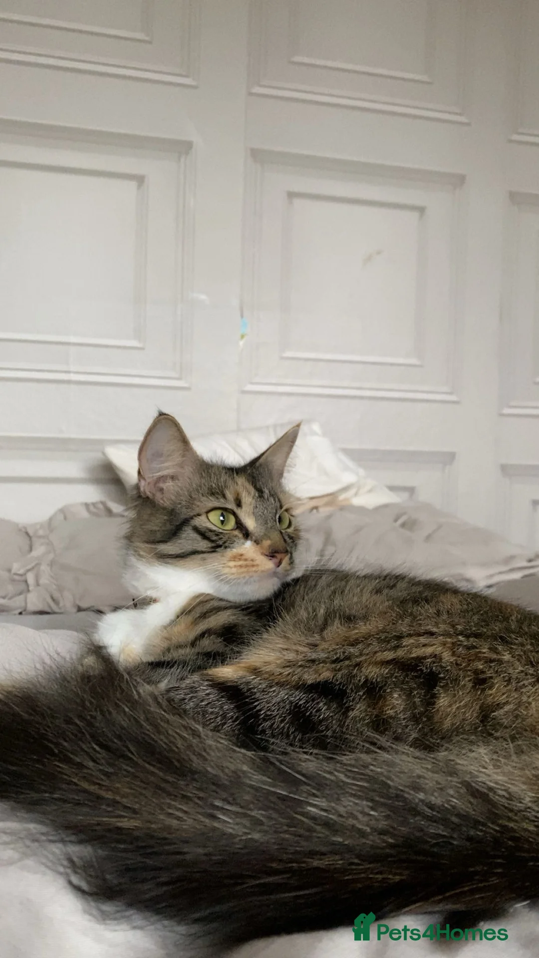 Norwegian Forest Cat cats for sale: Forest kitten  - Advert 2