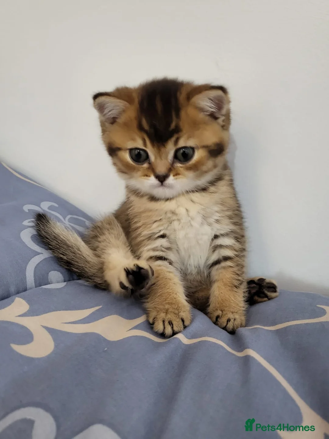 British Shorthair cats for sale:          BRITISH SHORTHAIR - Advert 22