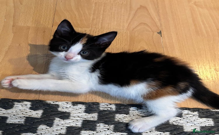 Mixed Breed cats - Advert 7