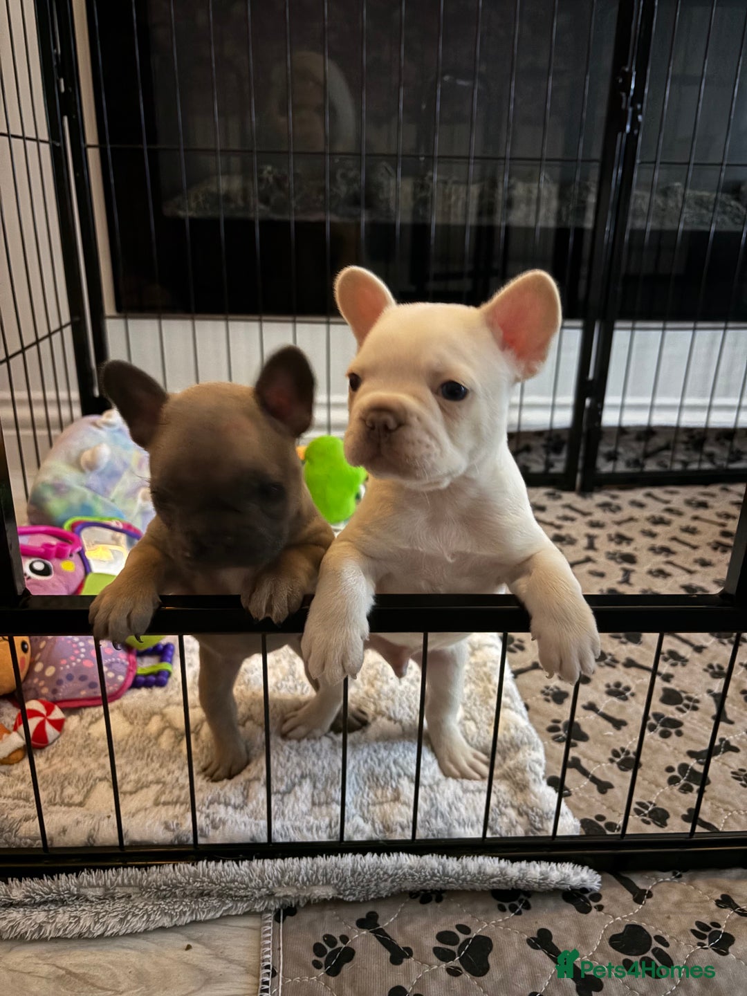 French Bulldog dogs for sale: French Bulldog Pups - Advert 1
