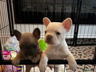 French Bulldog dogs French Bulldog Pups - Advert 1