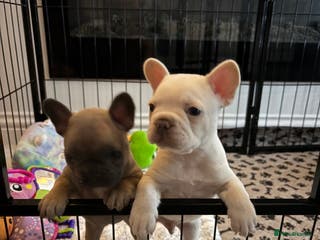 French Bulldog dogs French Bulldog Pups - Advert 19
