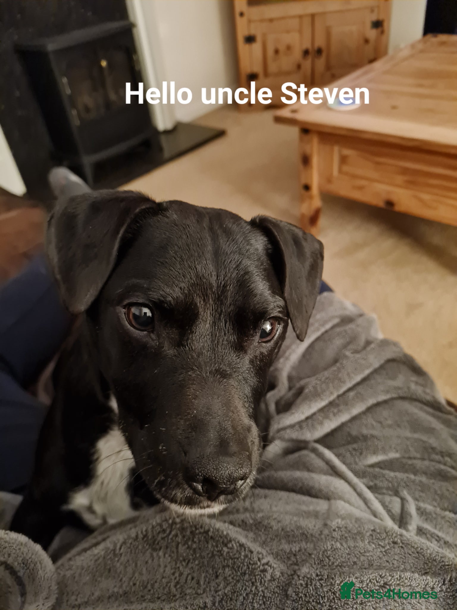 Patterdale Terrier dogs Patterdale Terrier  - Advert 1