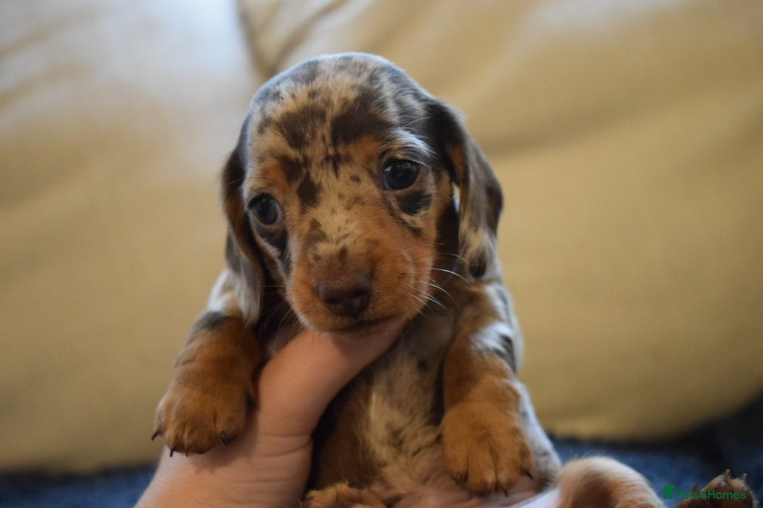 Miniature Dachshund dogs for sale: miniature dachshund puppies ready to reserve 🤍 - Image 20