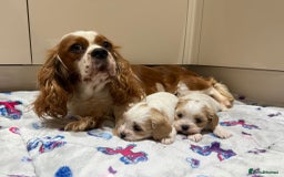 Cavalier King Charles Spaniel dogs for sale: Beautiful Cavalier Cross Maltese Puppies  - Advert 3