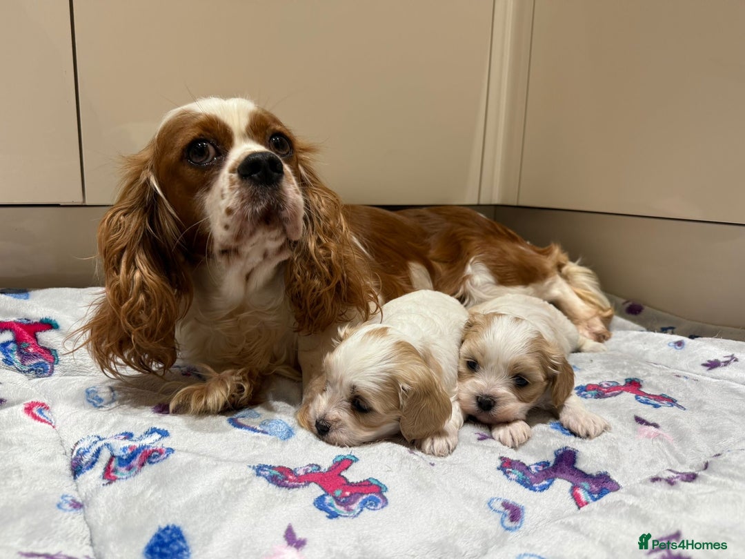Cavalier King Charles Spaniel dogs for sale: Beautiful Cavalier Cross Maltese Puppies  - Advert 3