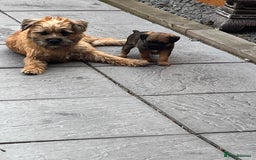 Border Terrier dogs for sale: Female Border Terrier puppy  - Image 6