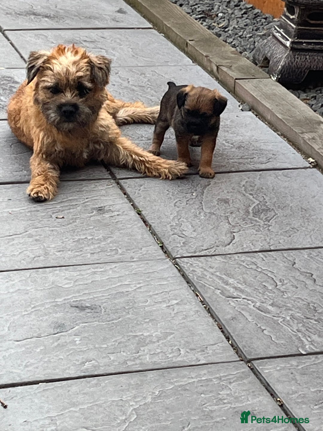 Border Terrier dogs for sale: Female Border Terrier puppy  - Image 6