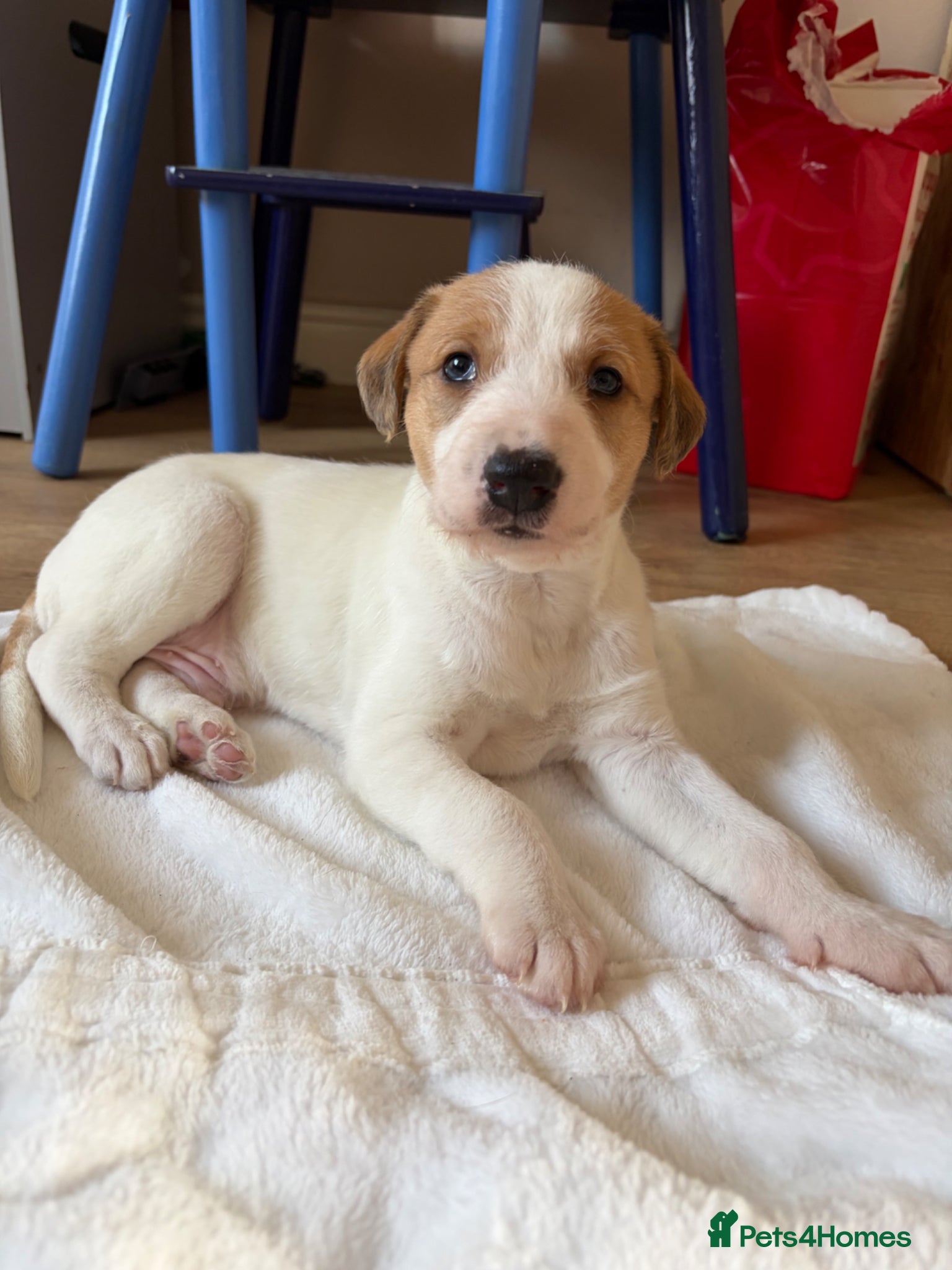 Lurcher dogs Lurcher pup male - Advert 6