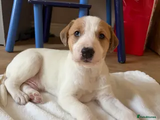 Lurcher dogs Lurcher pup male - Advert 6