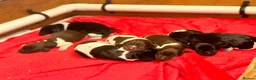 German Shorthaired Pointer dogs for sale: KC registered German shorthairs pointers for sale  - Advert 16