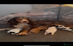 Cocker Spaniel dogs for sale: F1 , 3 pups left  - Image 9