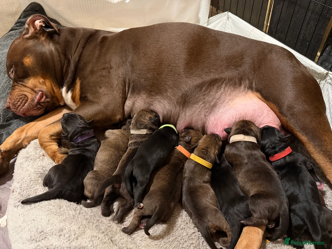 Mixed Breed dogs for sale: Brindle Female Staffy Puppy - Advert 9