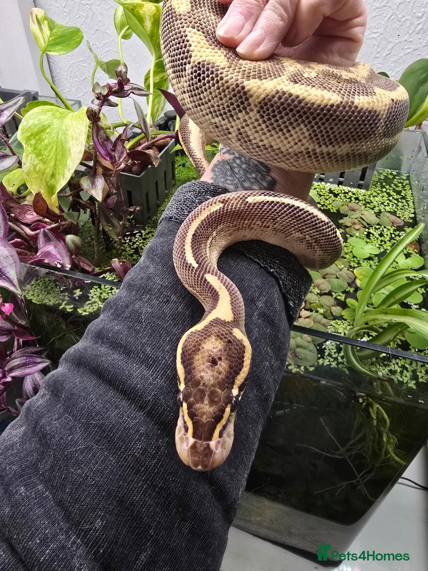 Python Snake reptiles Royal python for pet home complete set up - Advert 7