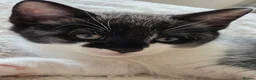 Mixed Breed cats for sale: These are exceptional kittens. - Advert 39